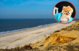 Ein Luxus-Angebot für Hunde sorgt auf Sylt für Aufsehen.
