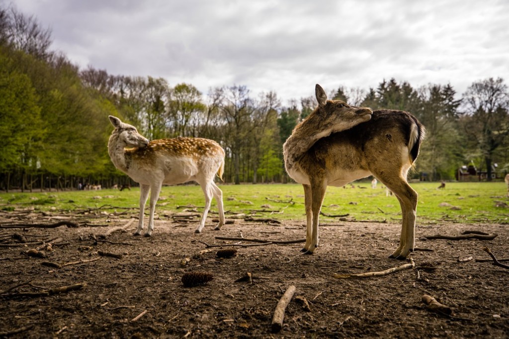 Rehe im Park