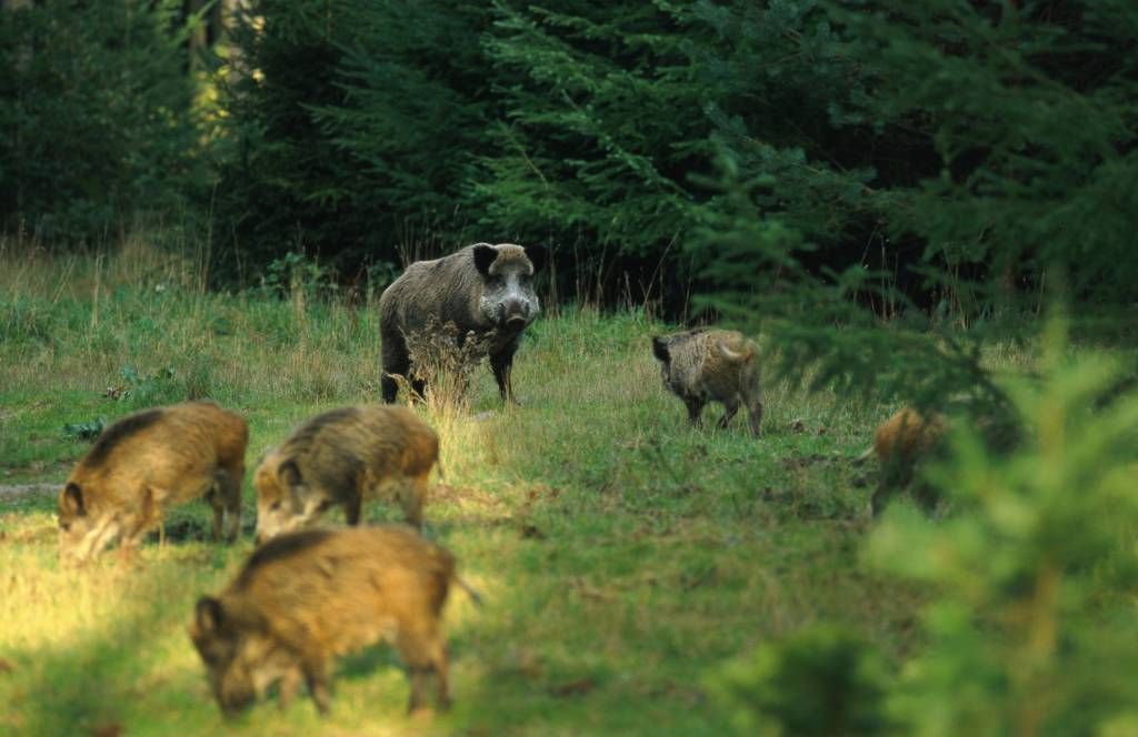 Wildschweine auf der Wiese