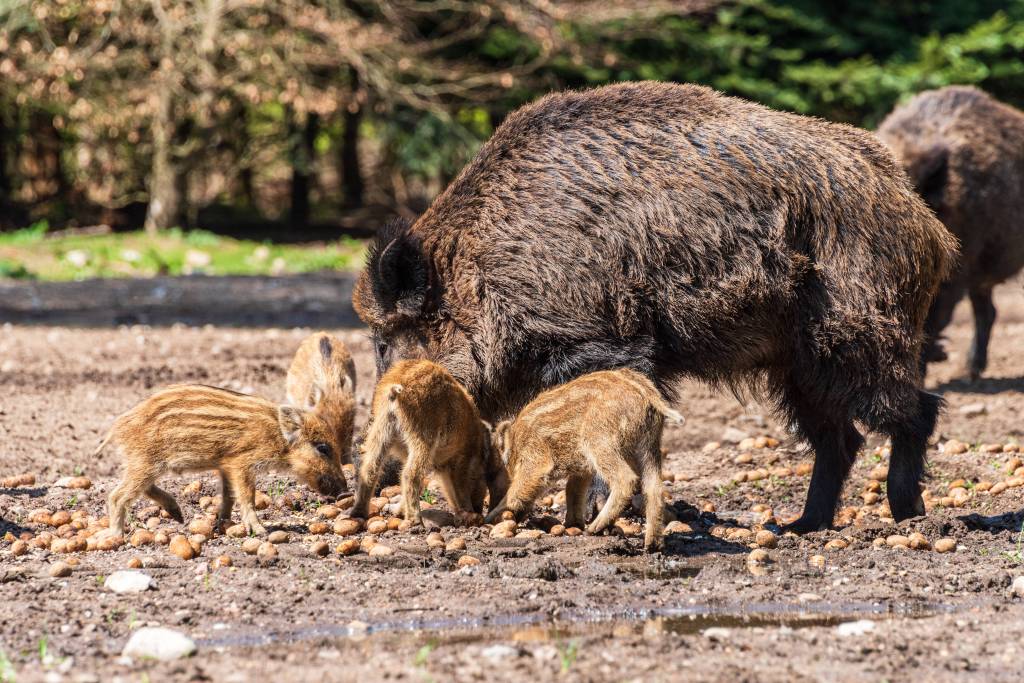 Wildschwein mit Babys