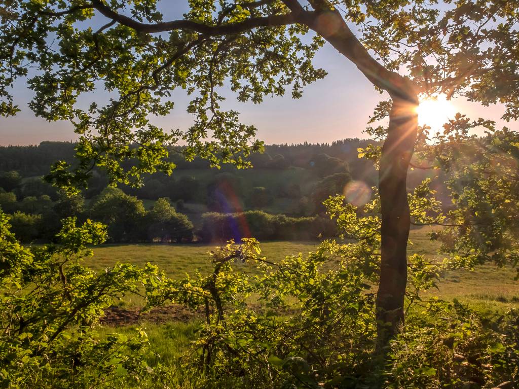 Sonnenuntergang hinter Bäumen