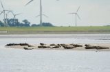 Seehunde an der Nordsee (Symbolbild)