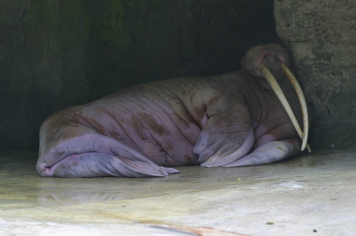 Walross-Dame Antje aus dem Tierpark Hagenbeck (Archivbild)