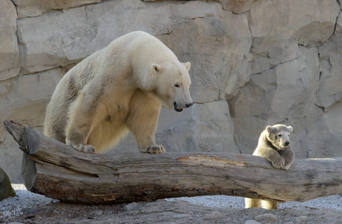 Der Zoo am Meer in Bremerhaven.