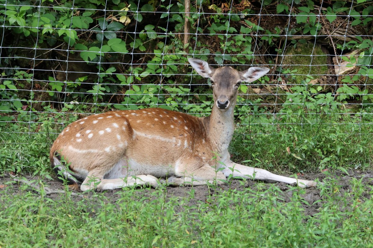 Überraschung in einem Zoo im Norden (Symbolbild)