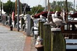 Möwen in einem Hafen an der Ostsee (Symbolbild)