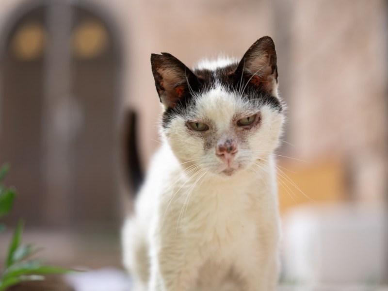 Im Urlaub auf Mallorca sehen Touristen schrecklichen Unfall – trächtige Katze stirbt