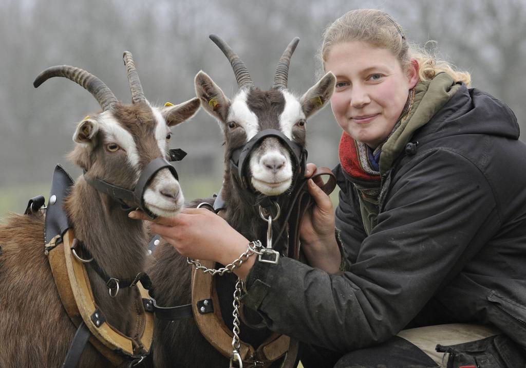 zwei Ziegen neben einer blonden Frau