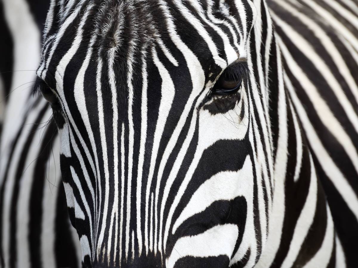 Zebra in Nahaufnahme