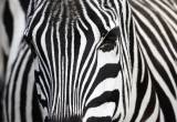 Zebra in Nahaufnahme