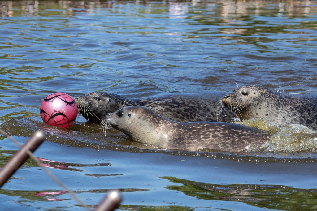 Robben spielen im Wasser mit Ball