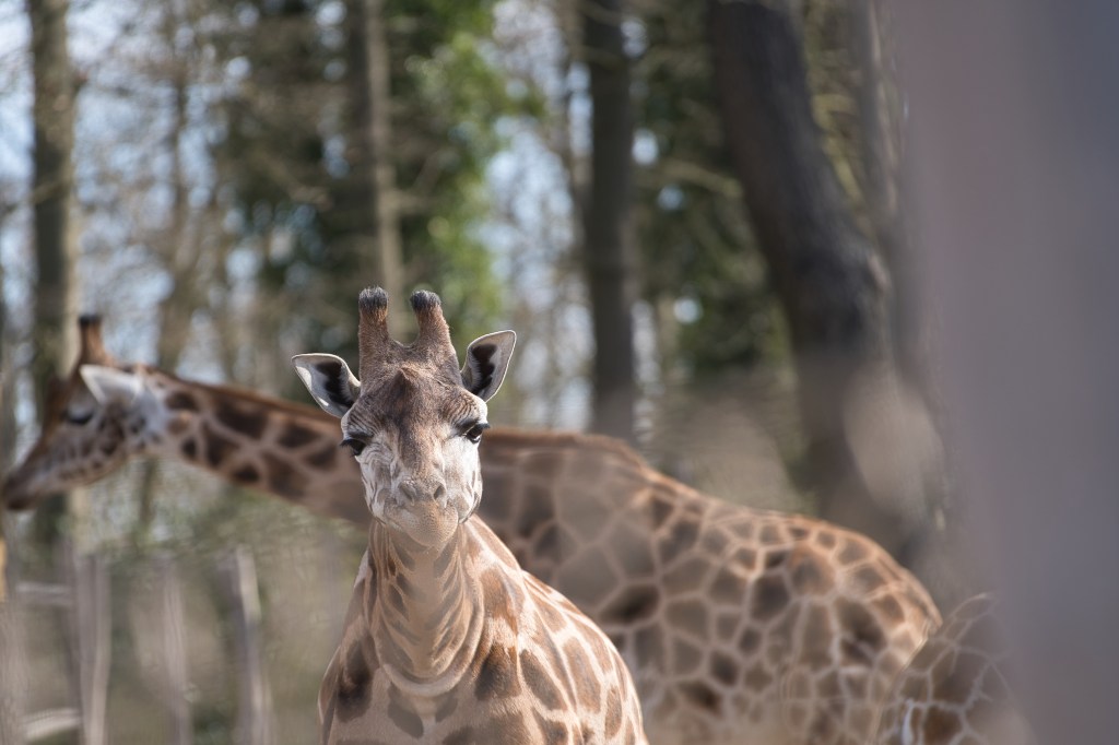 Giraffen im Zoo