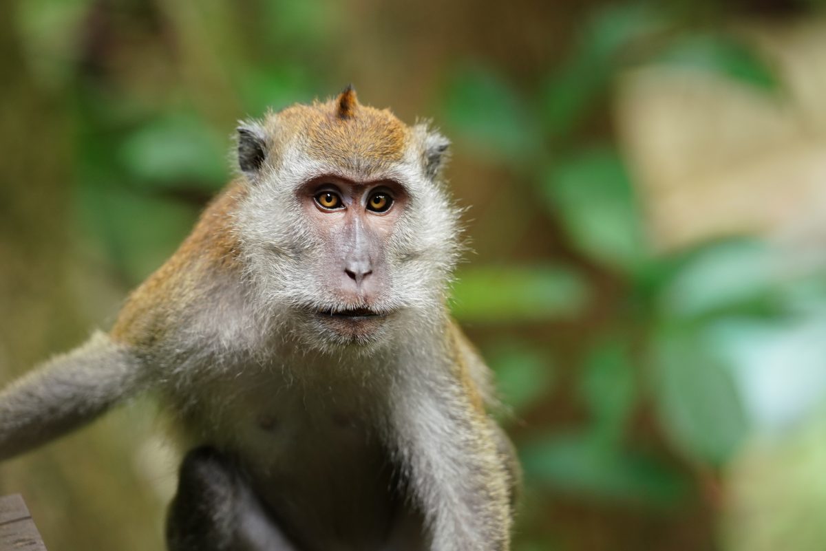 Große Trauer in diesem Zoo im Norden um einen Mandrill-Affen (Symbolbild)