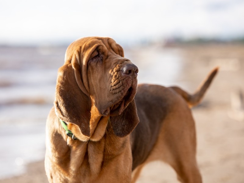 Ganz Italien trauert um „Bruno“ – berühmtester Hund wurde grausam getötet