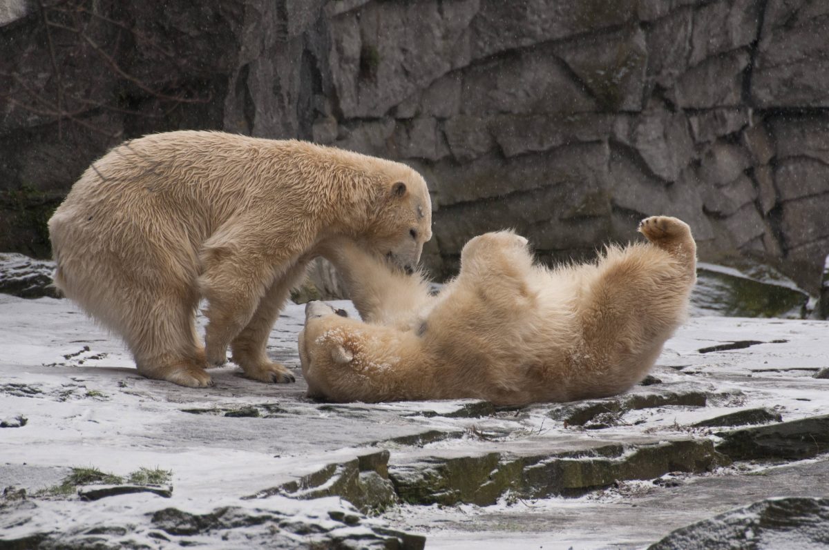 Abschied vom Eisbären-Zwillings-Duo (Symbolbild)