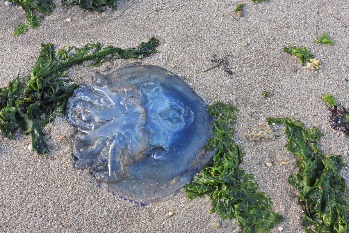 Quallen-Plage vor Sylt (Symbolbild).