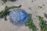 Quallen-Plage vor Sylt (Symbolbild).