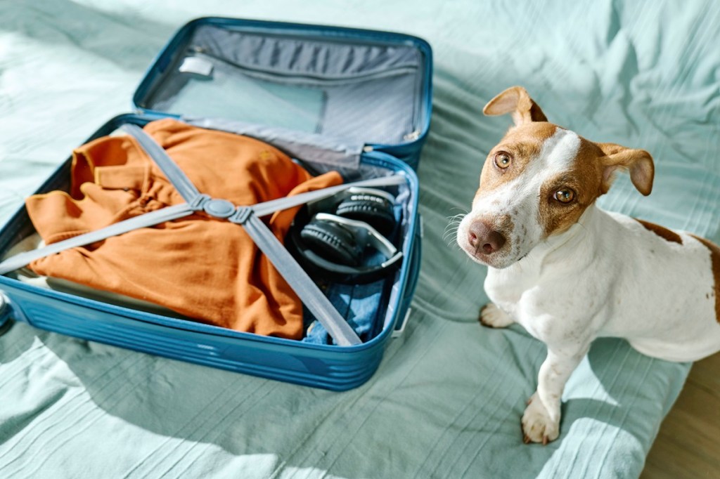 Urlaub ohne Hund oder Katze