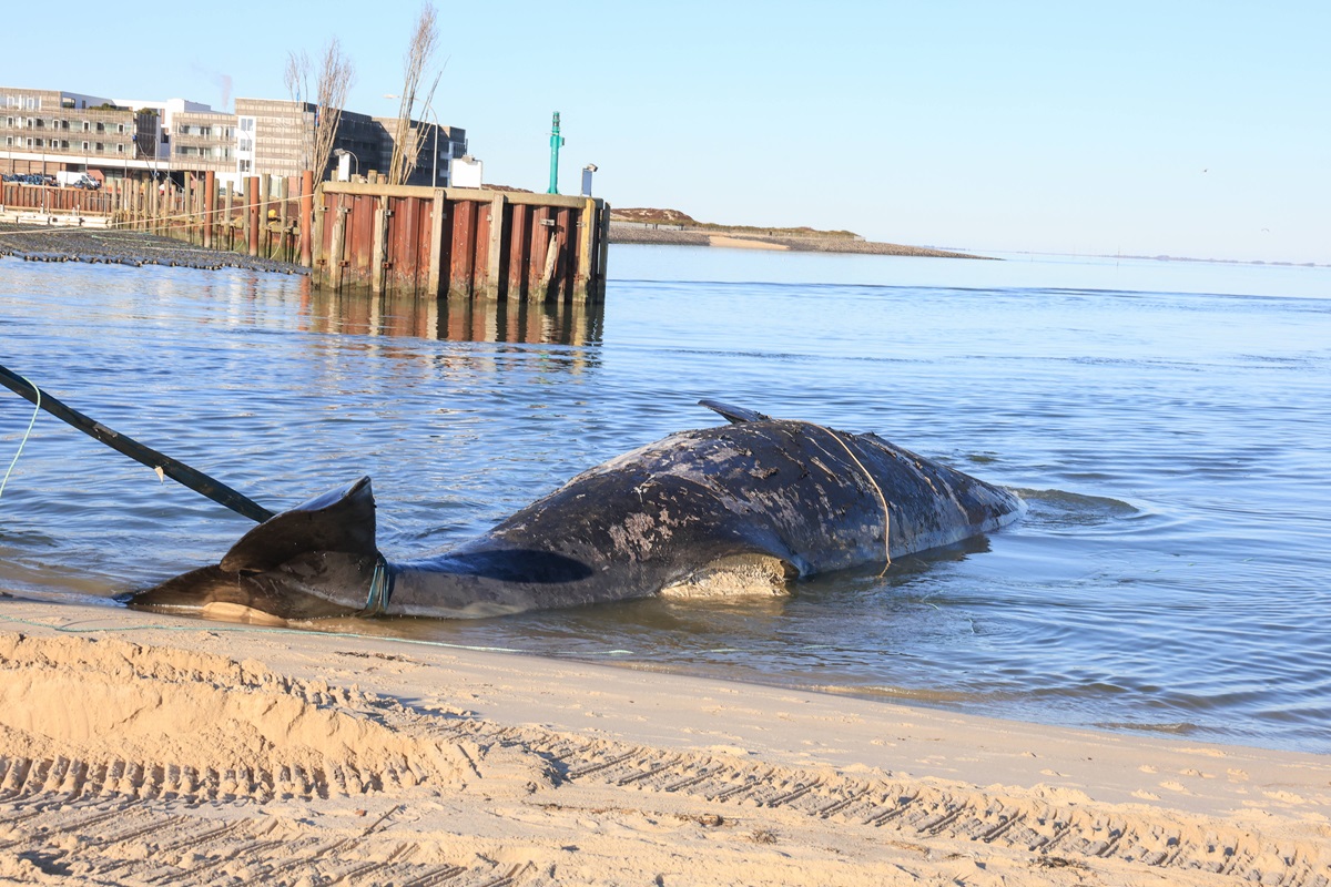 Immer-wieder-Kadaver-vor-Sylt-jetzt-haben-Tiersch-tzer-einen-schlimmen-Verdacht