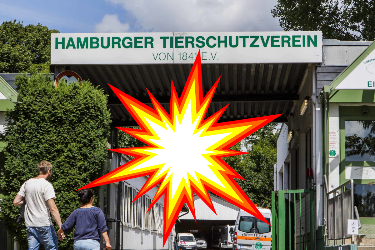Gro-alarm-beim-Tierschutz-Hamburg-Hilferuf-sorgt-f-r-Fassungslosigkeit
