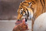 Werden bald Haustiere in den Zoos im Norden verfüttert? (Symbolbild)